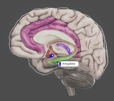 Limbic System